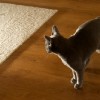 20100228_083