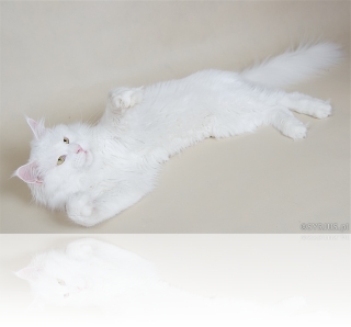 white-fang