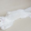 white-fang