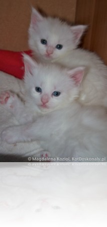 M_20101003_003