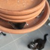 IMG_5778