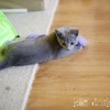 Â©Magdalena Koziol, +48 606757001, info@kotdoskonaly.pl, www.kotdoskonaly.pl