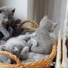 Â©Magdalena Koziol, +48 606757001, info@kotdoskonaly.pl, www.kotdoskonaly.pl