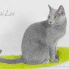 pailu
