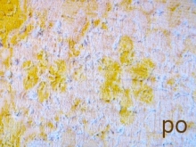 frotte-po2n.jpg