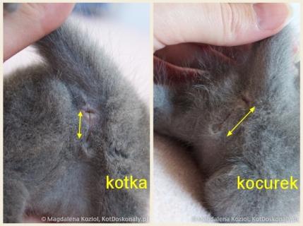 kocurek-kotka